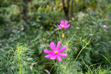 秋に咲くピンクのコスモスの花