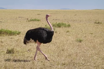 Fotobehang Kenya - Savannah - Ostrich © Karen