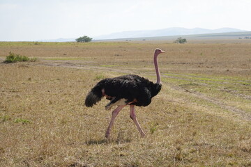 Kenya - Savannah - Ostrich