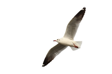 Beautiful seagull flying isolated on transparent background png file