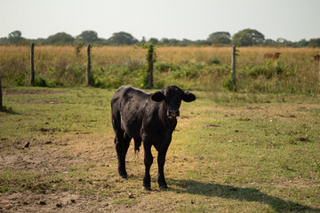 Black colored calves in the field, with sunlight