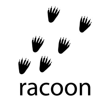 Racoon Paw Logo design vector illustration design template 