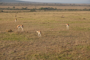 Kenya - Savannah - Gazelle