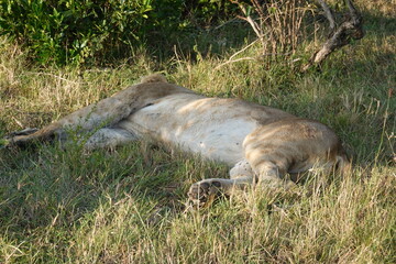 Naklejka na ściany i meble Kenya - Savannah - Lion 
