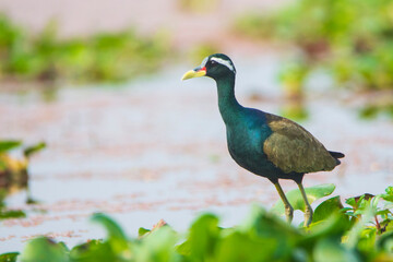 Bronze-winged Jacana on the grass