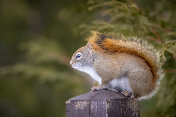 A cute squirrel sitting on a fence in a wildlife reserve in Ontario, Canada at a cold but sunny day in winter, looking for food.