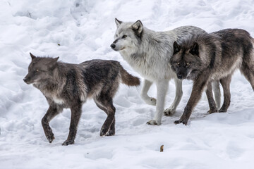 Fototapeta premium A group of black wolves are walking in the snow in the wilderness of a forest in Ontario, Canada at a cold day in winter.
