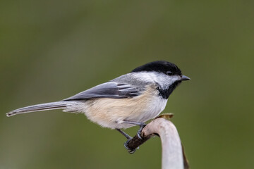 A black-capped chickadee sitting on a branch of a tree in Ontario, Canada at a cold day in winter.
