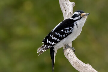 A female downy woodpecker in a little forest not far away from Ottawa, Canada, looking for food on...