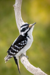 A female downy woodpecker in a little forest not far away from Ottawa, Canada, looking for food on a branch of a tree at a sunny day in winter. 