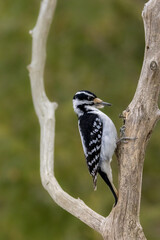 A female downy woodpecker in a little forest not far away from Ottawa, Canada, looking for food on a branch of a tree at a sunny day in winter. 