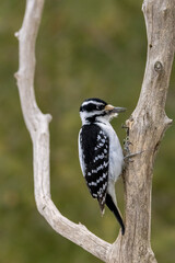 A female downy woodpecker in a little forest not far away from Ottawa, Canada, looking for food on a branch of a tree at a sunny day in winter. 