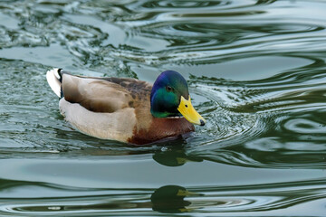 Mallard duck (Anas platyrhynchos) floating on water in sunny day. Close up portrait of  wild duck