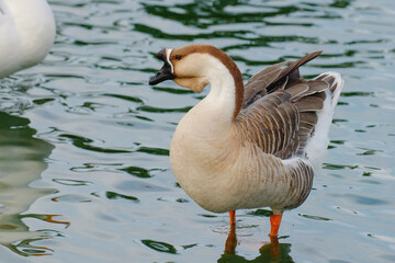 Close up portrait of African swan goose (Anser cygnoides)