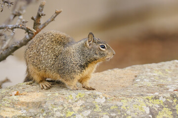 Cute squirrel close up portrait. Ground squirrel sitting on a rock in city park