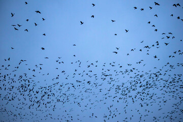 空一面のカラス