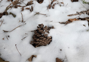 雪に埋もれた松笠