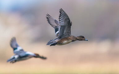 Eurasian Wigeon, Mareca penelope, birds in marshes, Devon, England