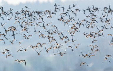 Grey Plover, Pluvialis squatarola - Birds in the environment during winter migration