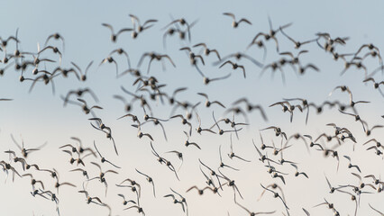 Grey Plover, Pluvialis squatarola - Birds in the environment during winter migration