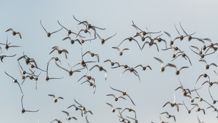 Grey Plover, Pluvialis squatarola - Birds in the environment during winter migration