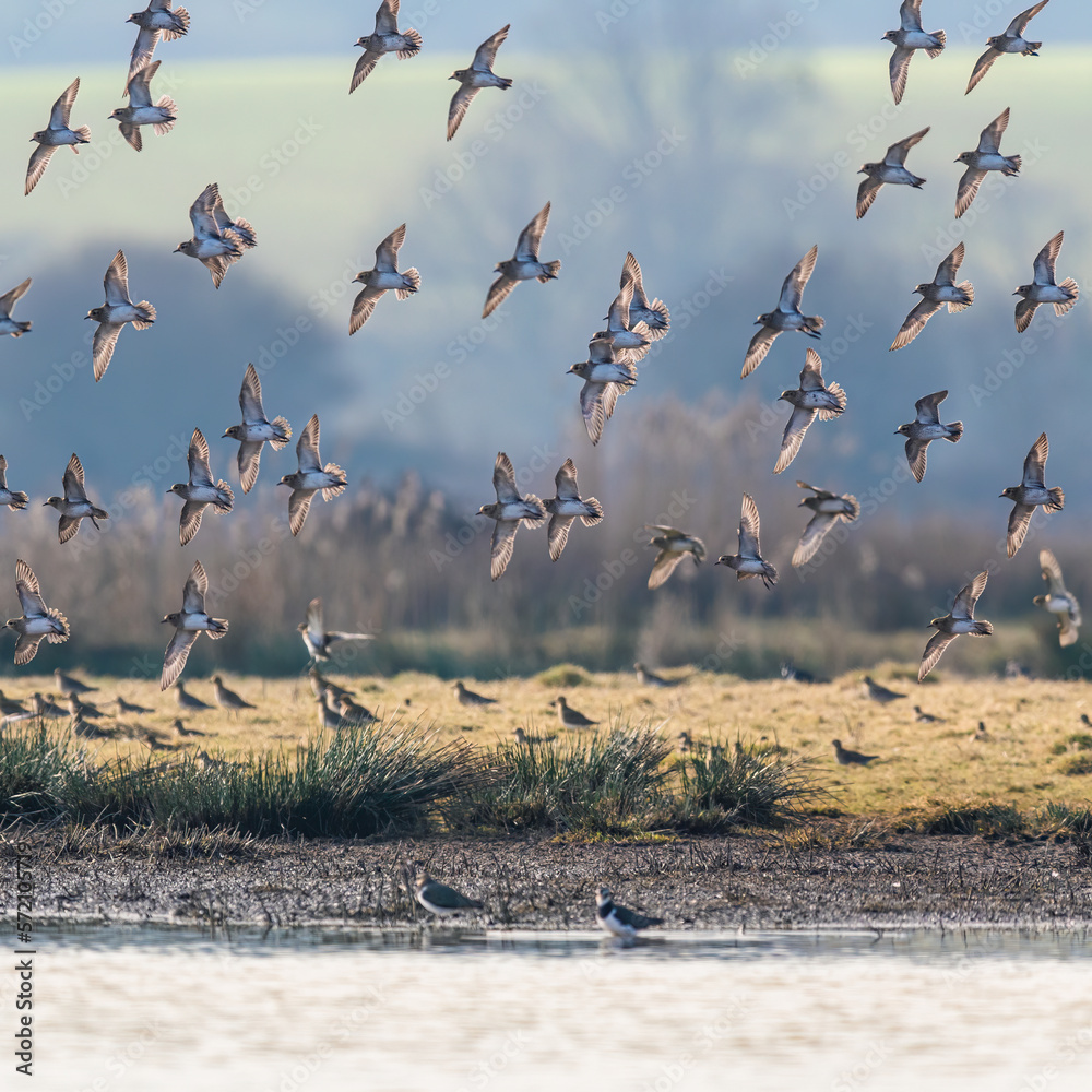 Wall mural Grey Plover, Pluvialis squatarola - Birds in the environment during winter migration