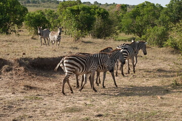 Fototapeta na wymiar Kenya - Savannah - Zebra