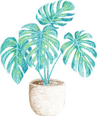 Monstera plant pencil sketch drawing. the color can be changed as desired