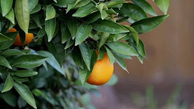 Panning up on ripe citrus fruit growing on a tree