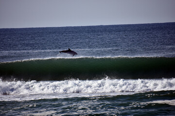 Dolphin leaping out of the water behind a wave in the ocean