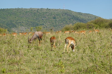 Kenya - Savannah - Impala and Topi