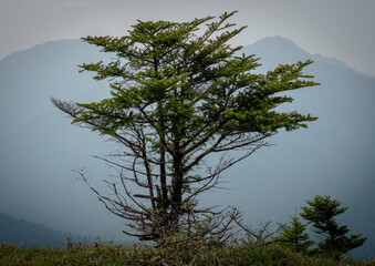 Obraz premium 佇む