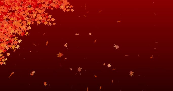 falling maple leaves backgrounds(endless loop)
