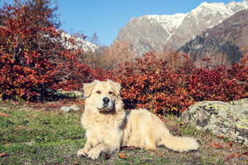 Obraz premium Adorable dog in mountains on sunny day