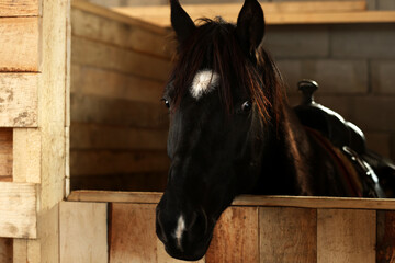 Adorable black horse in wooden stable. Lovely domesticated pet
