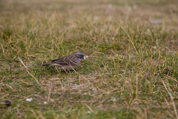 little sparrow looking for food in the grass