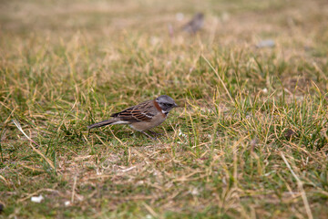 Little sparrow looking for food in the grass.