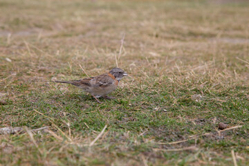 little sparrow looking for food in the grass