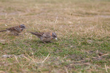 little sparrow looking for food in the grass