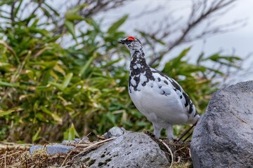 お気に入りのお立ち台で周囲を監視する雷鳥オス＠室堂、富山