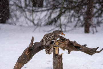 female mallard in winter