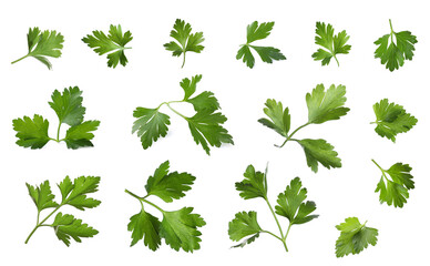 Fototapeta na wymiar Collage of fresh green parsley on white background