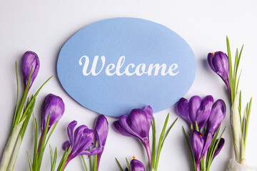 Welcome card and beautiful crocus flowers on white background, top view