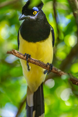 Plush-crested Jay, tropical bird in Iguazu national park, Argentina
