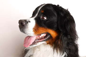 Photo Bernese Mountain Dog on a white background. Studio shot of a dog in front of an isolated background. 