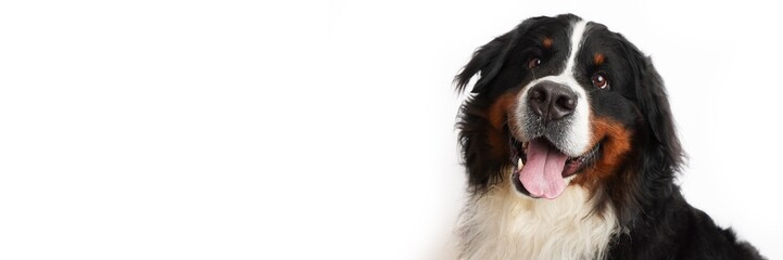 Stock Foto Bernese mountain dog on white background. Studio shot of a dog on an isolated background. Isolate on a white background, ready-made inscription for design and layout. Baner.