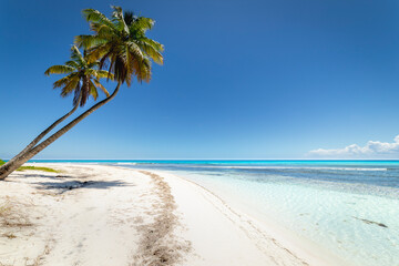 Fototapeta na wymiar Tropical beach in caribbean sea, idyllic Saona island, Dominican Republic