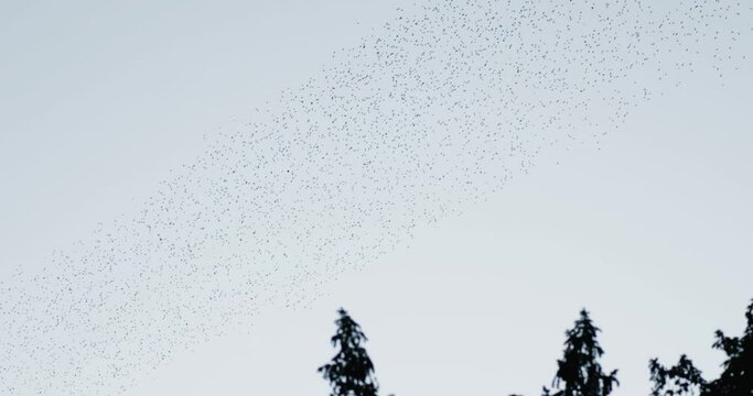 A large formation of a shoal of birds in the sky