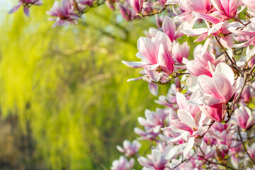 pink flowers in spring