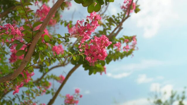 Blooming crape myrtle flowers are swaying in the wind against a blue sky